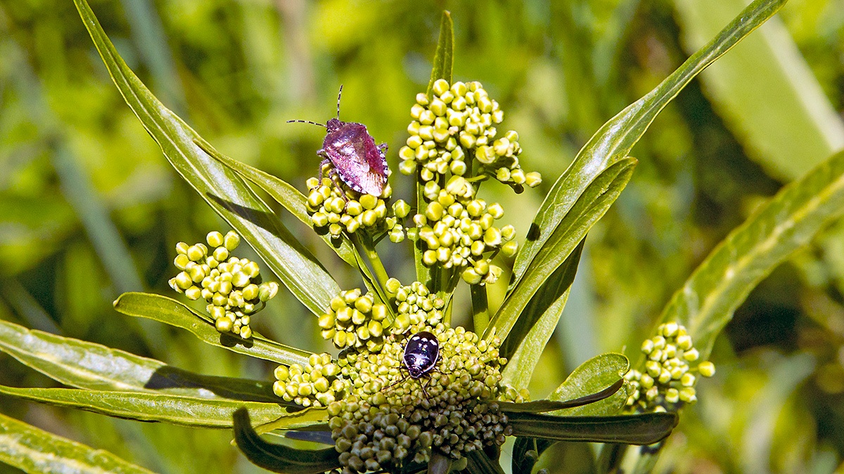 Brassica Shieldbug [Eurydema oleracea]