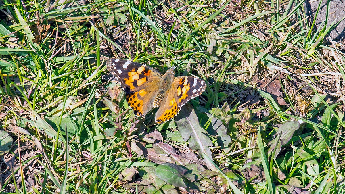 Painted Lady [Vanessa cardui]