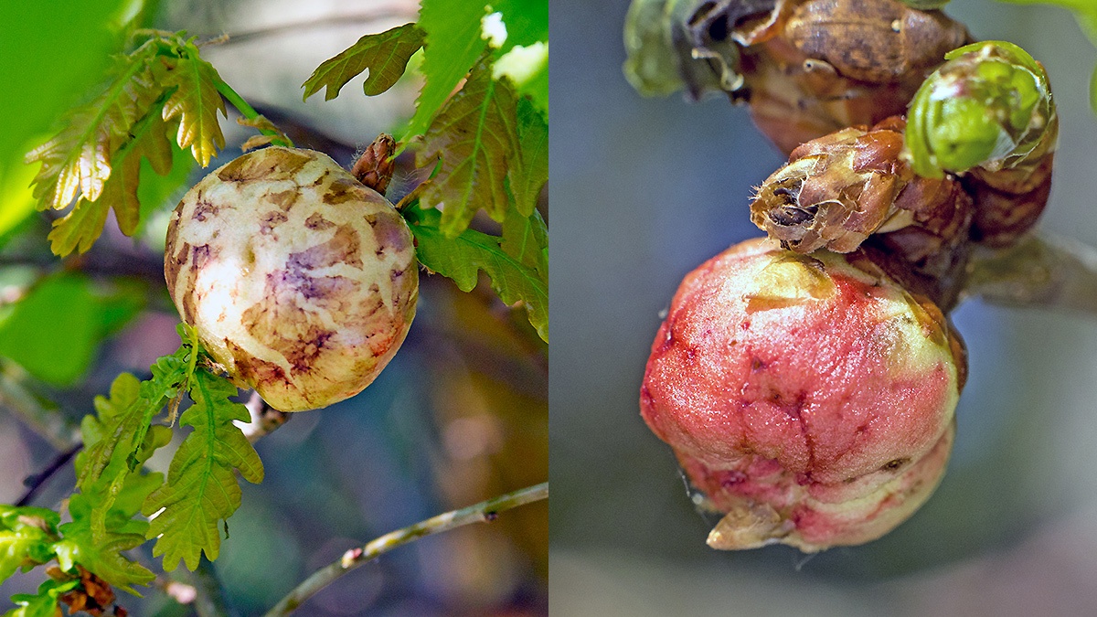 Oak Apple Gall Wasp [Biorhiza pallida]