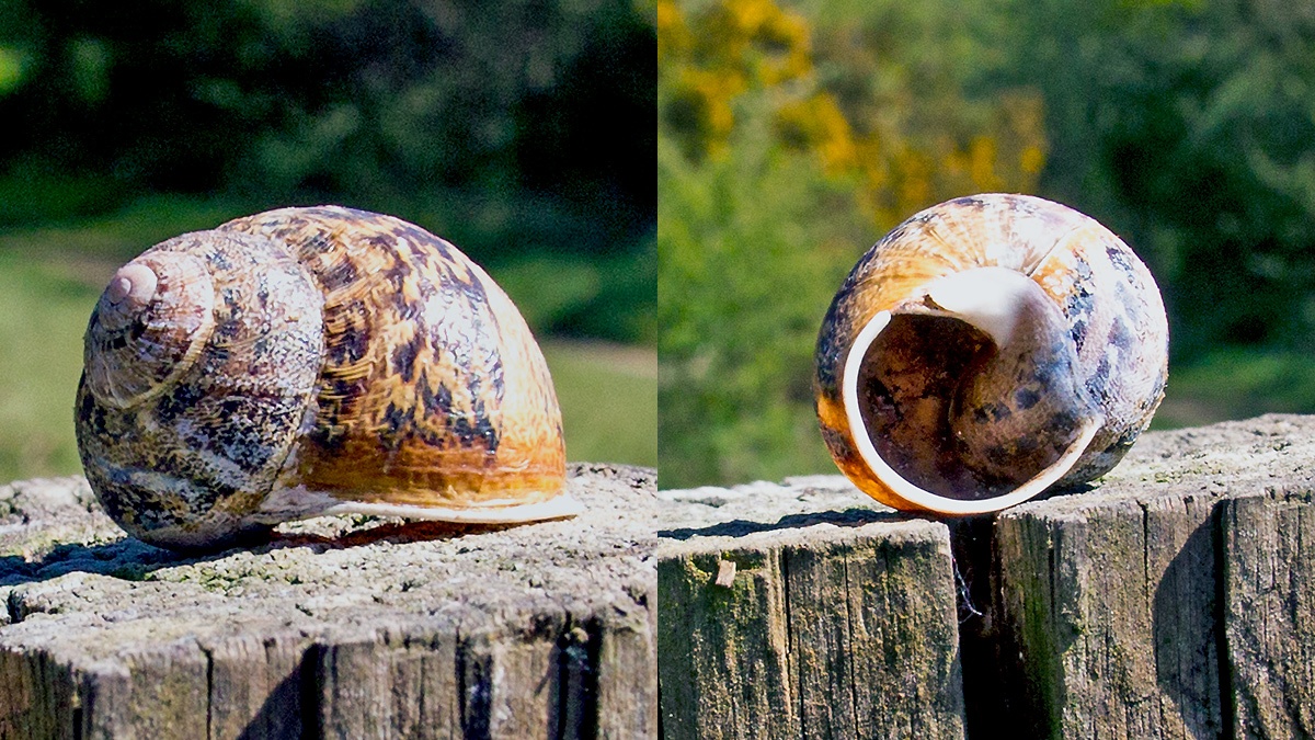 Garden Snail [Cornu aspersum]
