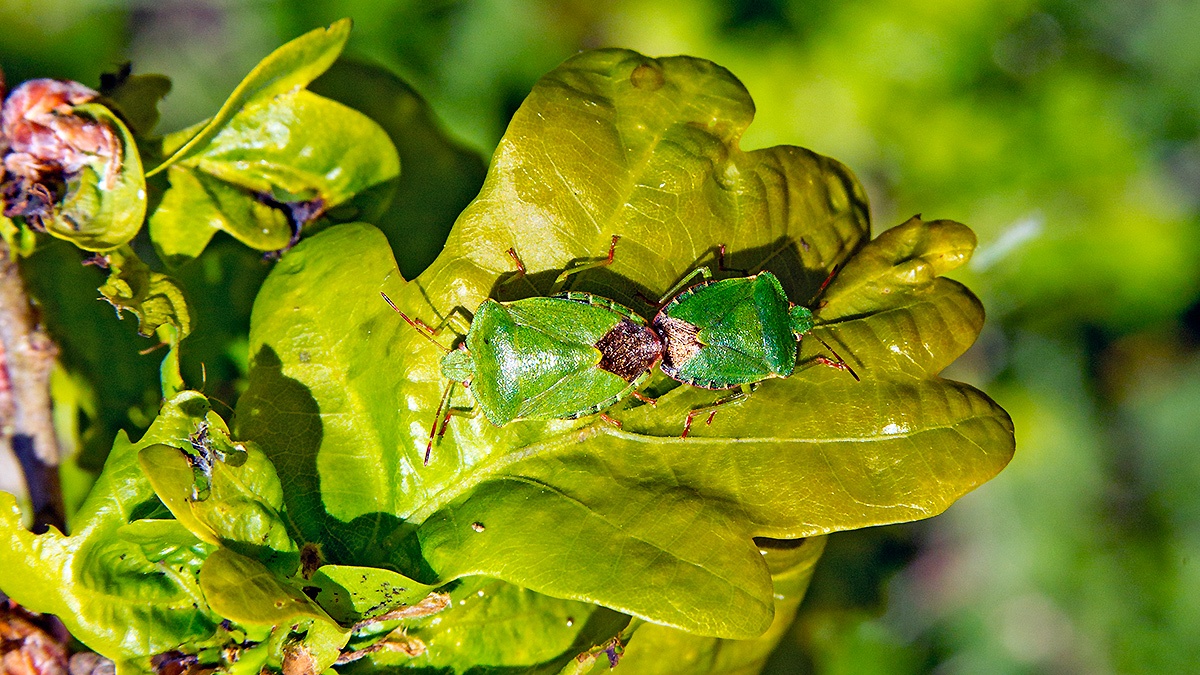 Green Shield Bug [Palomena prasina]