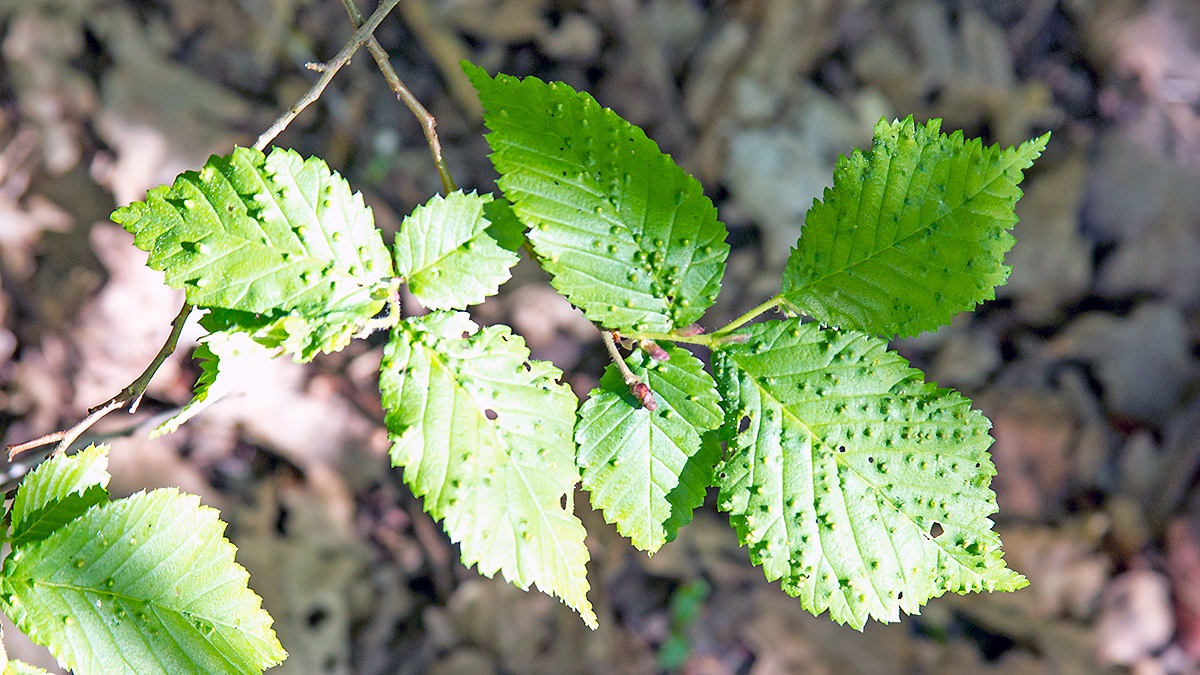 Elm Pimple Gall Mite [Aceria campestricola]