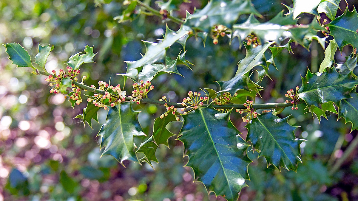 Common Holly [Ilex aquifolium]