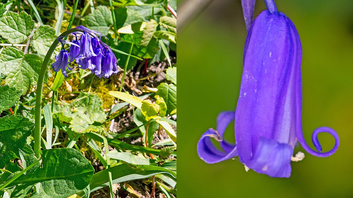 Common (or English) Bluebell [Hyacinthoides non-scripta]