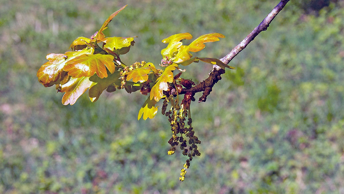 English (or Pedunculate) Oak [Quercus robur]