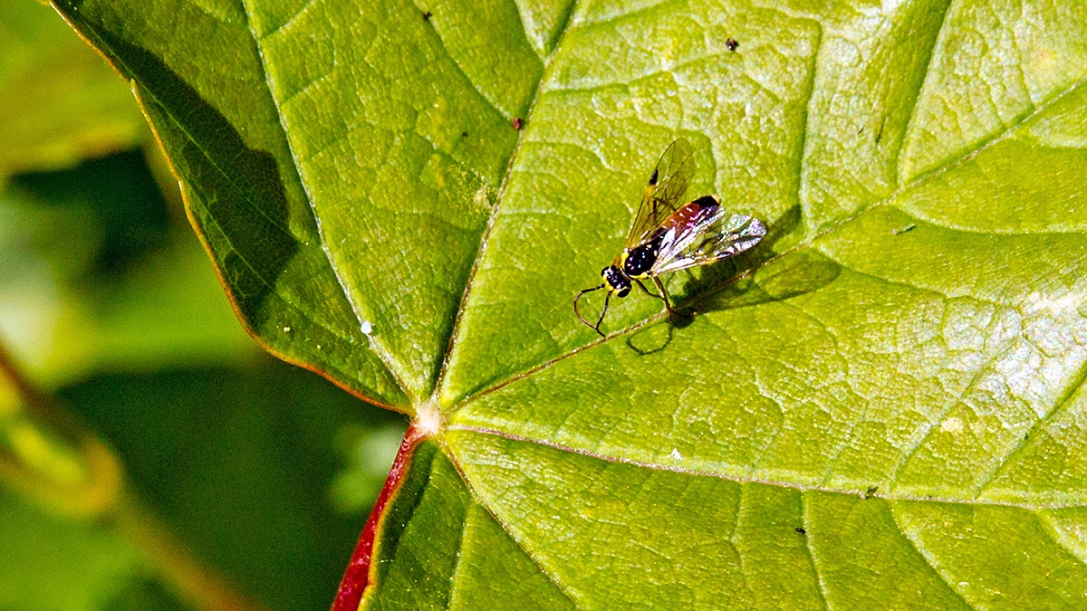 Red-belted Cleaver [Aglaostigma aucupariae]