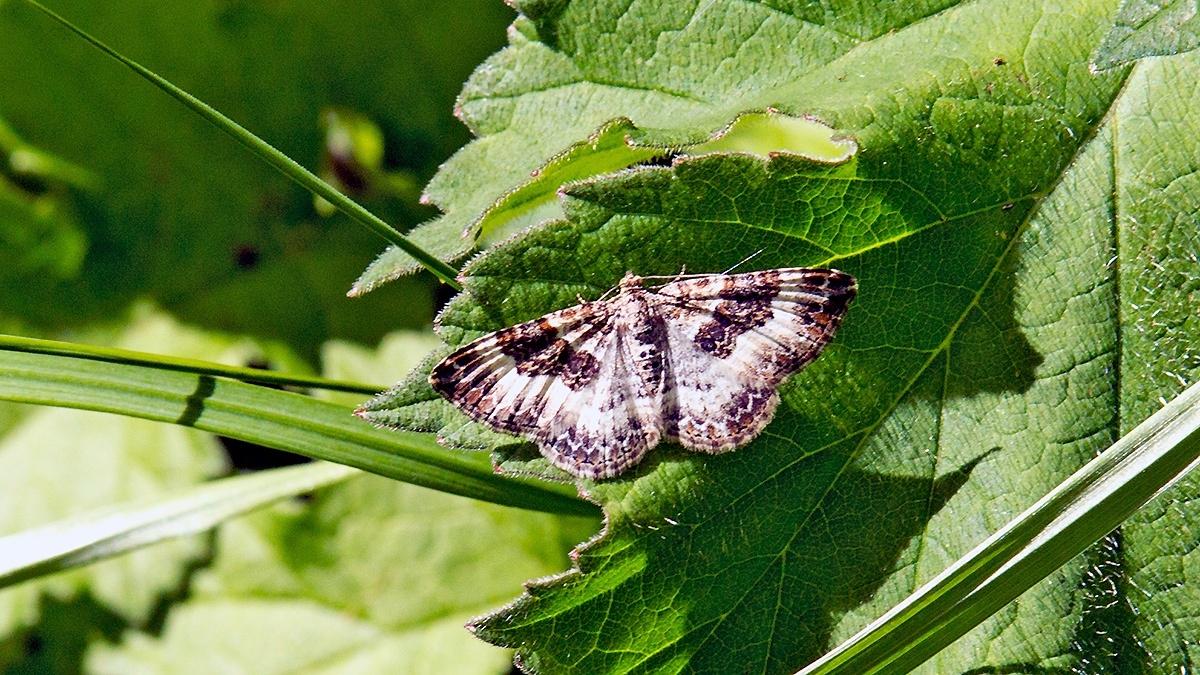 Common Carpet [Epirrhoe alternata]