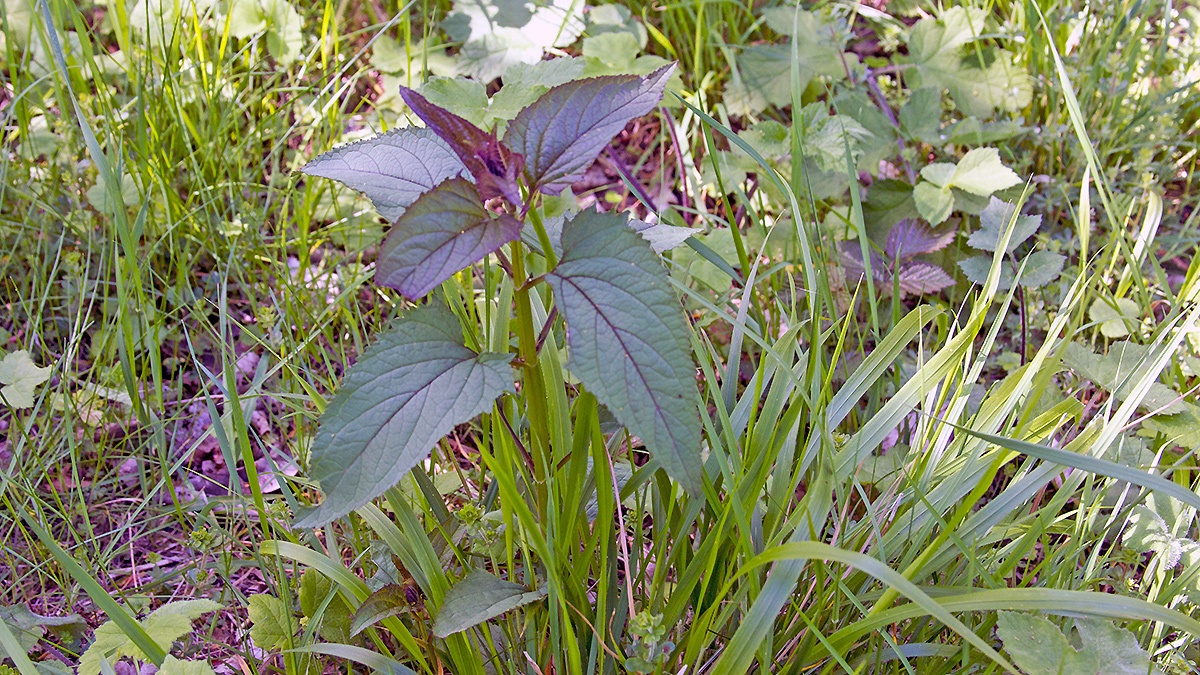 Woodland Figwort [Scrophularia nodosa]