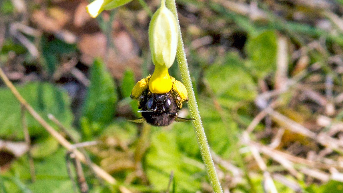 Hairy-footed Flower Bee [Anthophora plumipes]