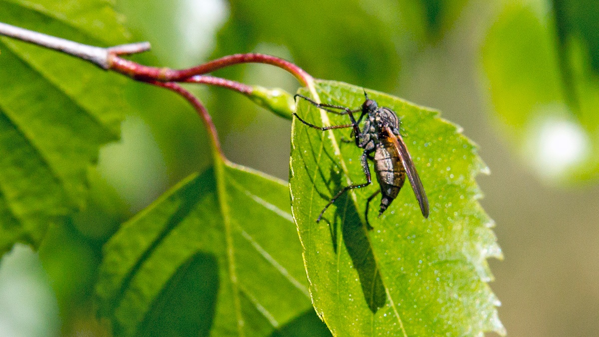 Common Dance Fly [Empis tessellata]