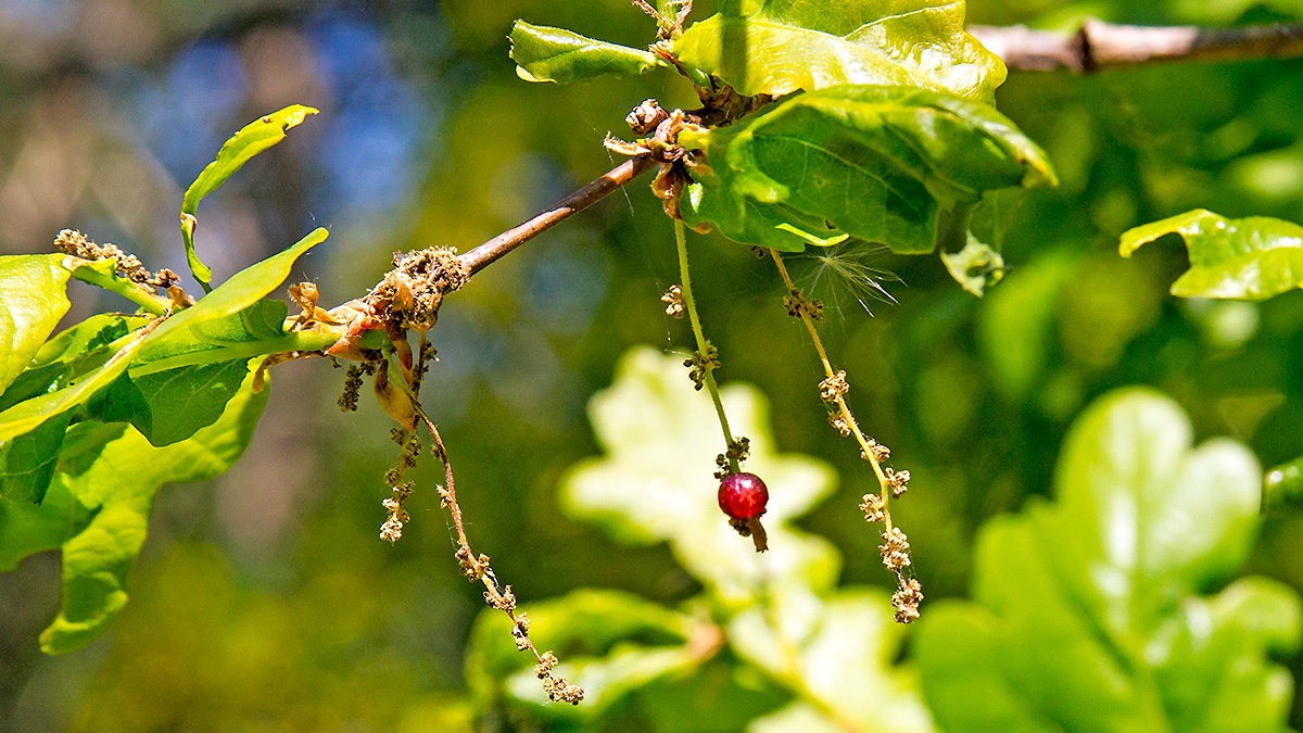 Common Spangle Gall Wasp [Neuroterus quercusbaccarum f. sexual]