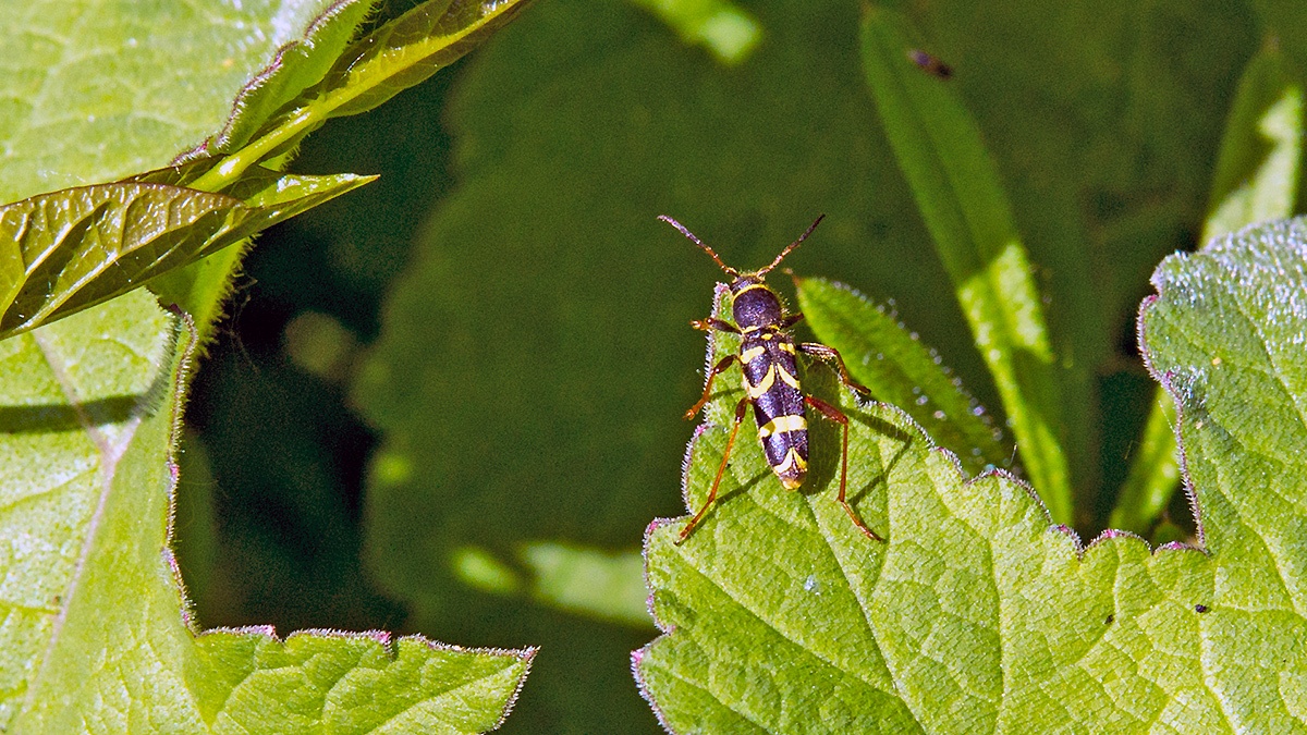 Wasp Beetle [Clytus arietis]