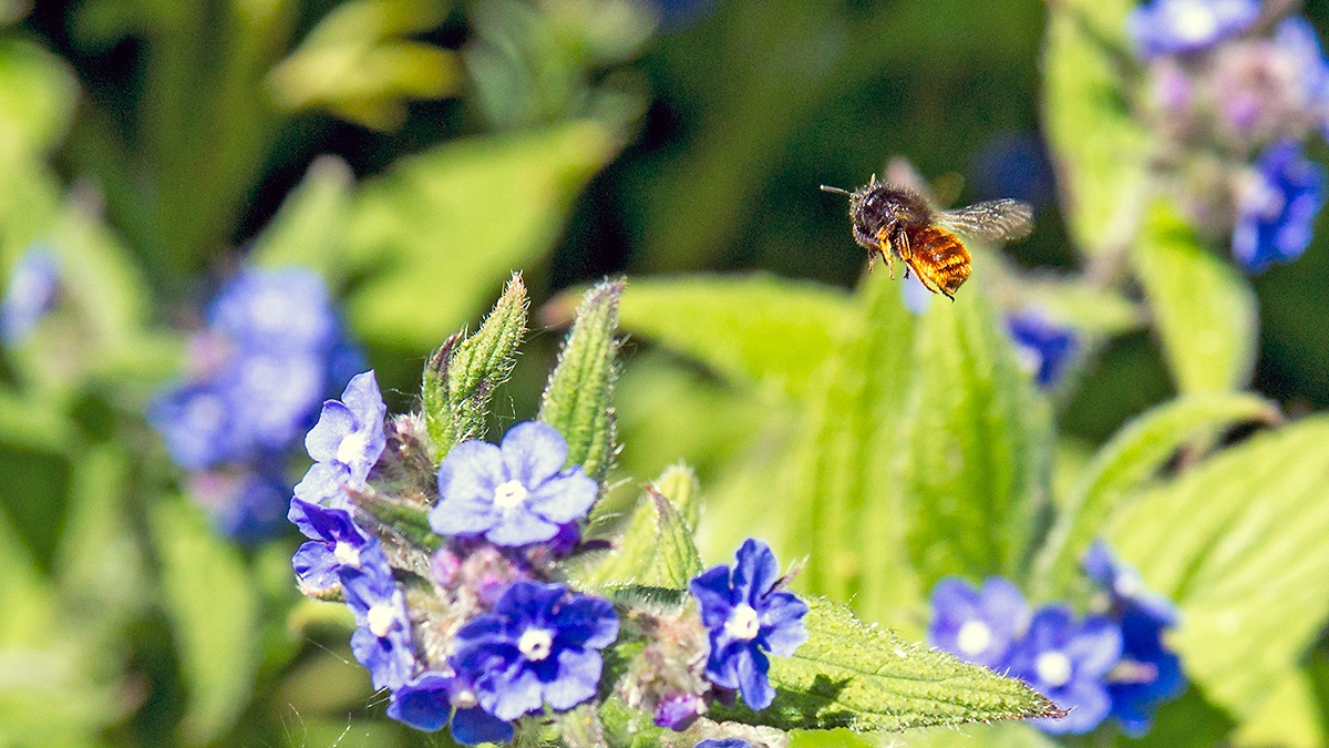 Red Mason Bee [Osmia bicornis]