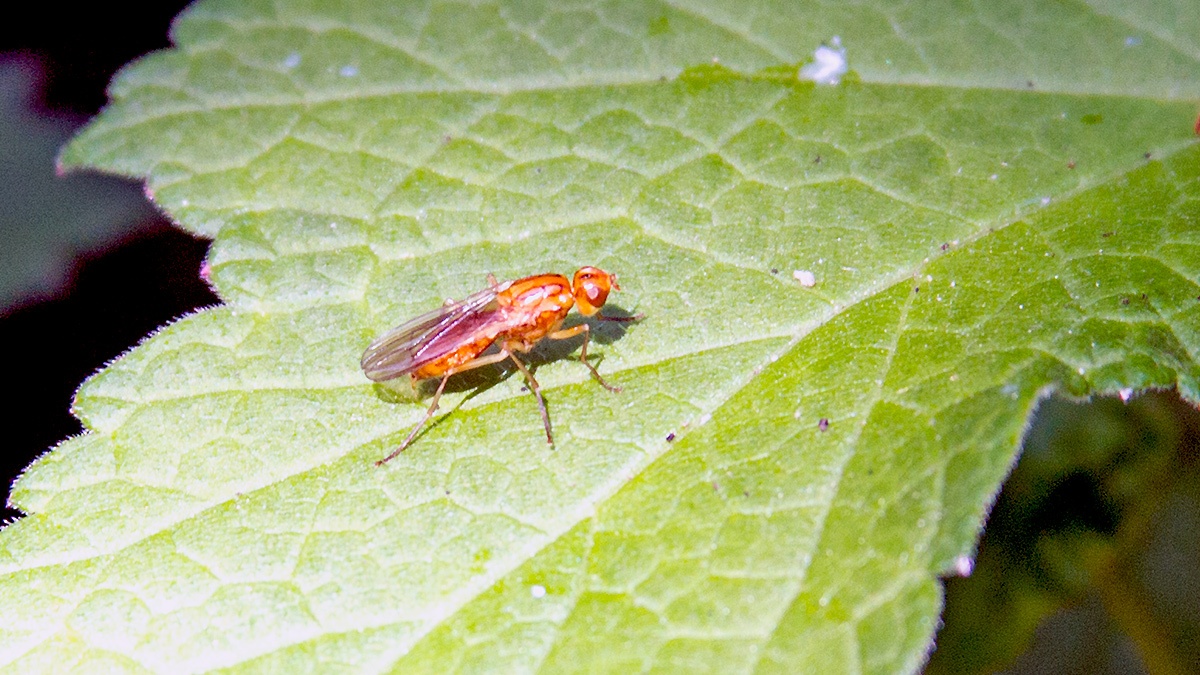 rust fly [Psila fimetaria]