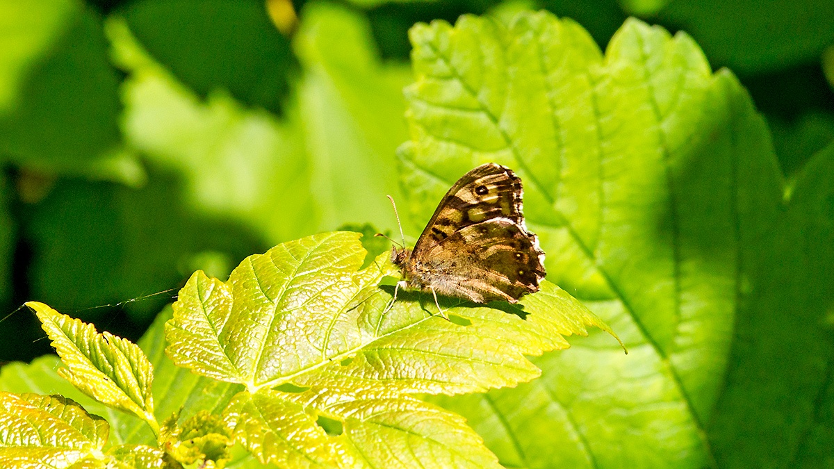 Speckled Wood [Pararge aegeria]