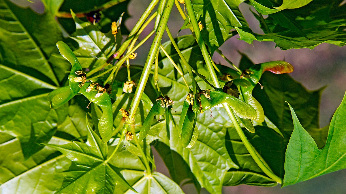 Norway Maple [Acer platanoides]