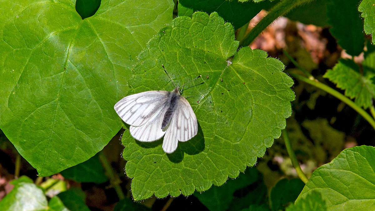 Green-veined White [Pieris napi]