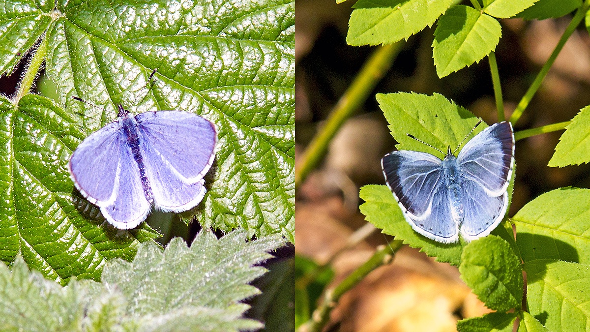 Holly Blue [Celastrina argiolus]