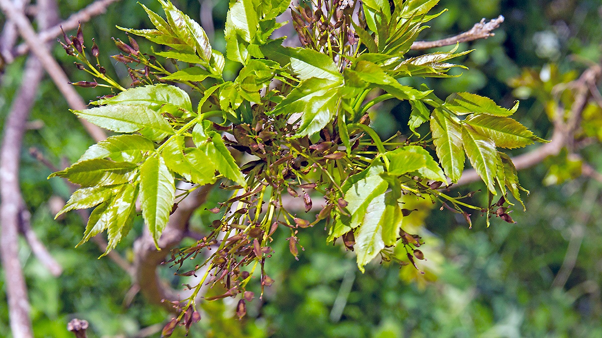 European Ash [Fraxinus excelsior]