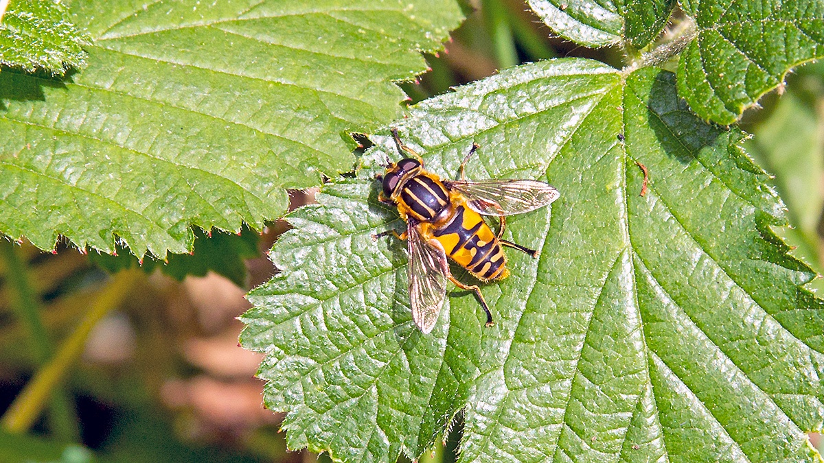 Sun Fly (a.k.a. The Footballer) [Helophilus pendulus]