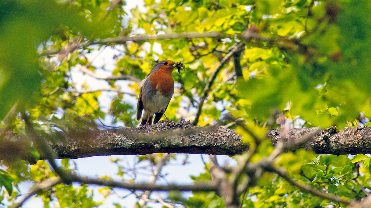 European Robin [Erithacus rubecula]