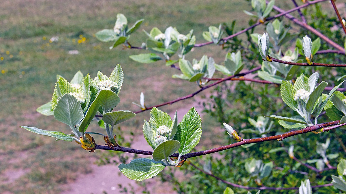 Common Whitebeam [Aria edulis]