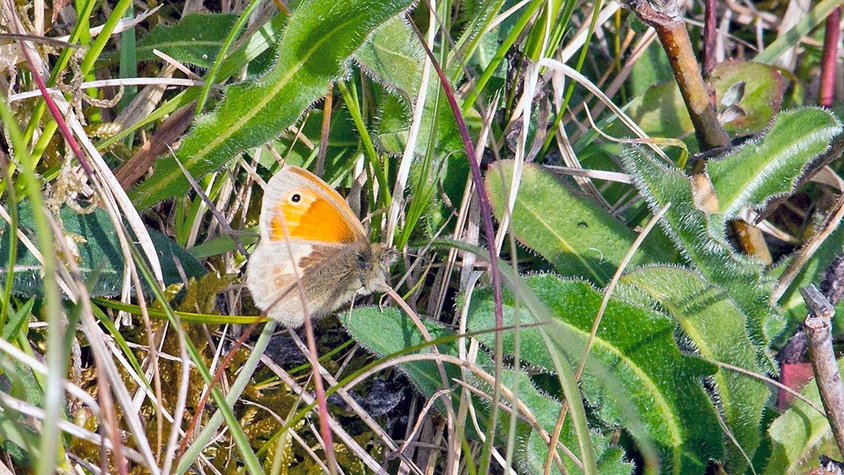 Small Heath [Coenonympha pamphilus]