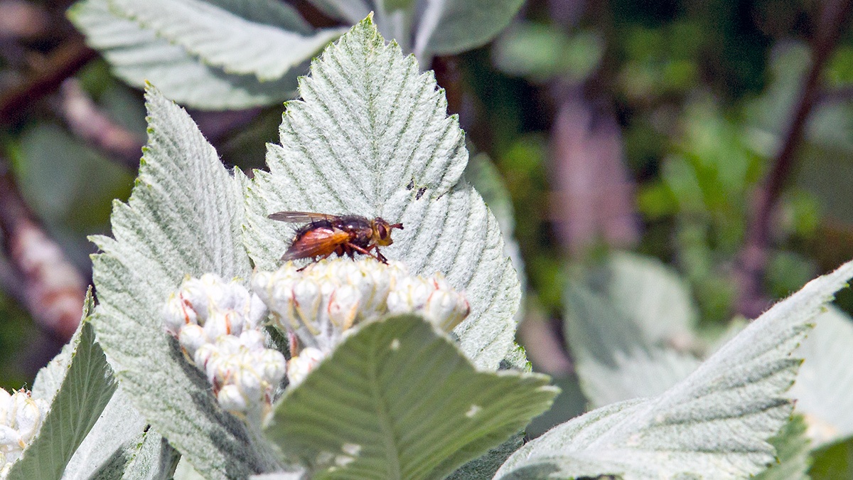Common Tachinid [Tachina fera]