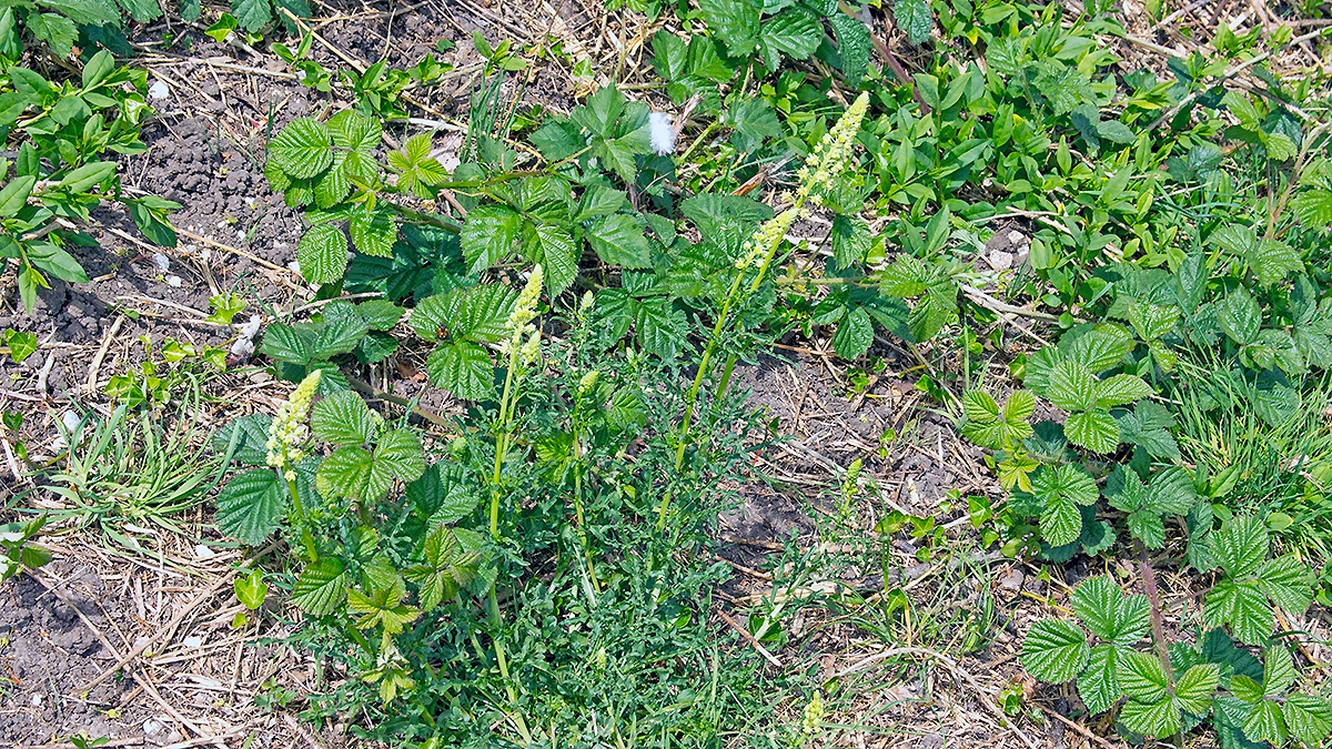 Wild Mignonette [Reseda lutea]