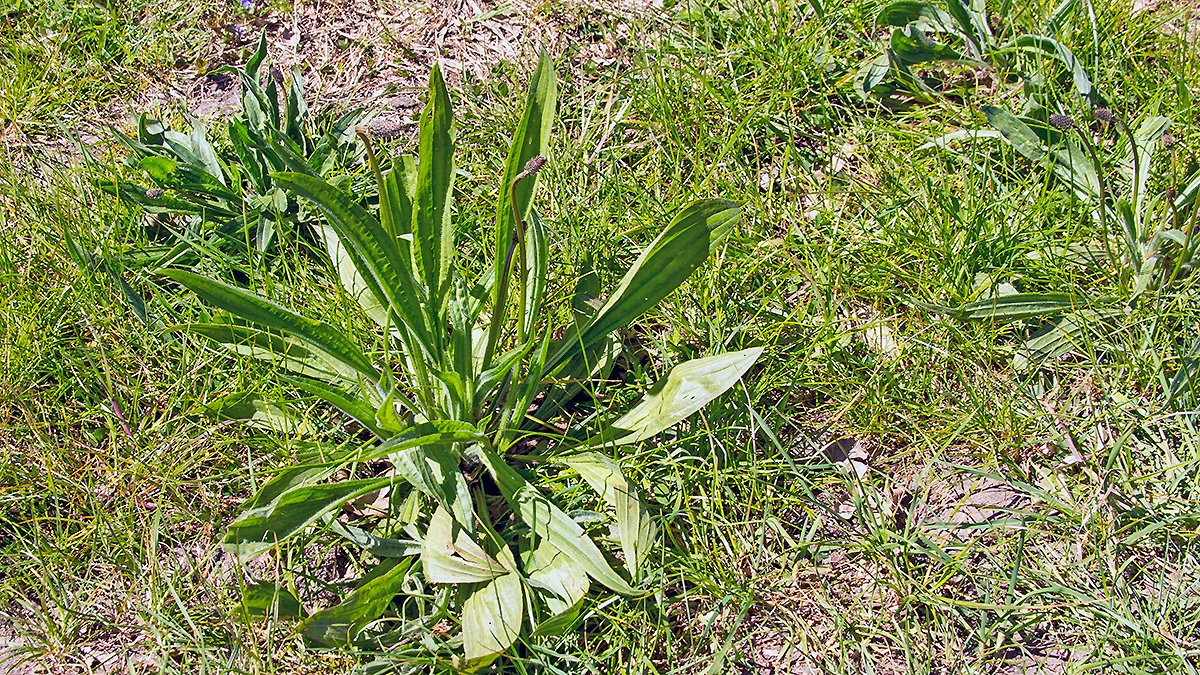 Ribwort Plantain [Plantago lanceolata]