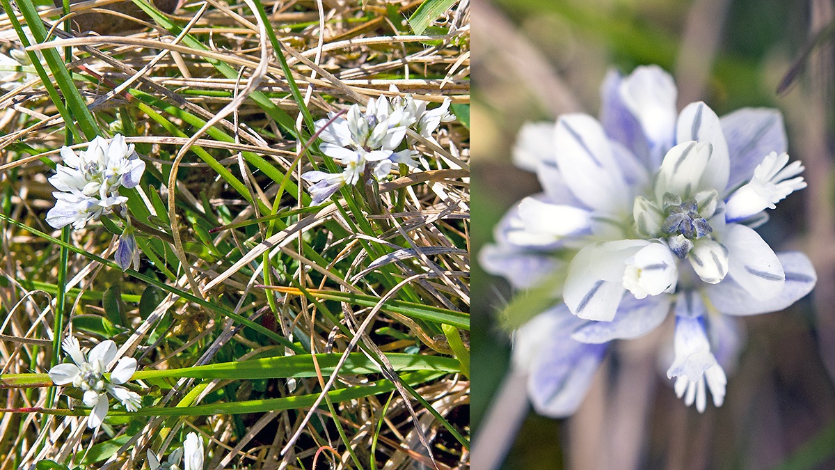 Chalk Milkwort [Polygala calcarea]