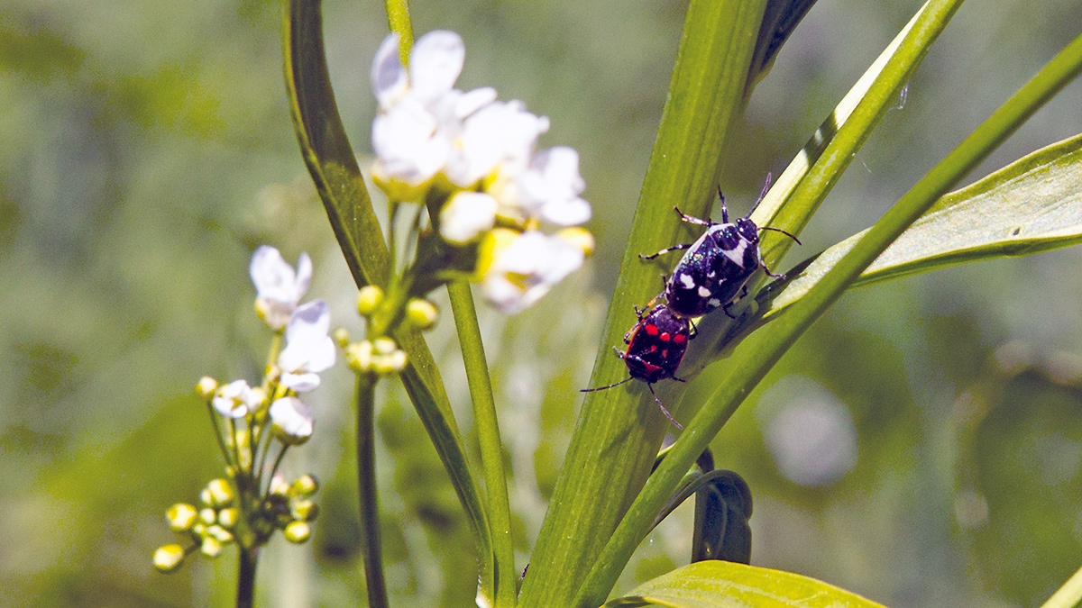 Brassica Shield Bug [Eurydema oleracea]