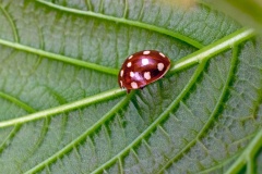 Cream-spot Ladybird [Calvia quatuordecimguttata]