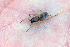sac spider [Clubiona brevipes ?]
