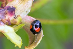 Harlequin Ladybird [Harmonia axyridis]