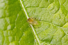 Common Periphyllus Aphid [Periphyllus testudinaceus]