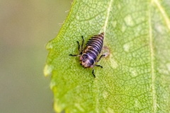 leafhopper [Oncopsis flavicollis/subangulata]