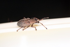Common Leaf Weevil [Phyllobius pyri]