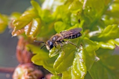 Tawny Mining Bee [Andrena fulva]