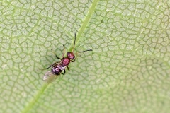 Parasitic wasp [unidentified]