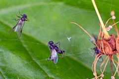 parasitic wasps caught in spider’s web