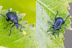 Birch Leaf-rolling Weevil [Deporaus betulae]