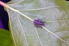leafhopper [Oncopsis flavicollis/subangulata]
