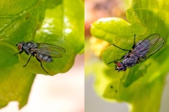 fly [Anthomyiidae sp.]