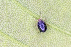 Black Bean Aphid [Aphis fabae]