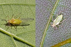Common Sycamore Aphid [Drepanosiphum platanoidis]