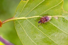 Birch Catkin Bug [Kleidocerys resedae]