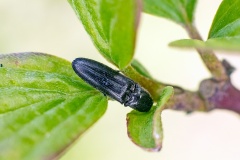 click beetle [Limonius poneli?]