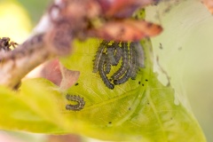 Green Oak Tortrix [Tortrix viridana]