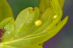 Cherry Gall Wasp [Cynips quercusfolii]